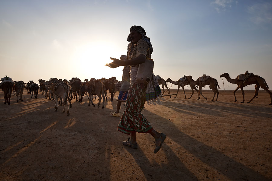  Afar men with their camels and donkeys on their way to Lake Asale to work in the salt fields   Ethiopia